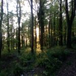 pete_11_opt