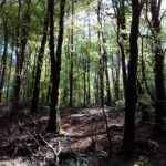 pete_12_opt