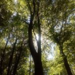 pete_16_opt