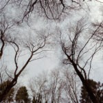 pete_5_opt